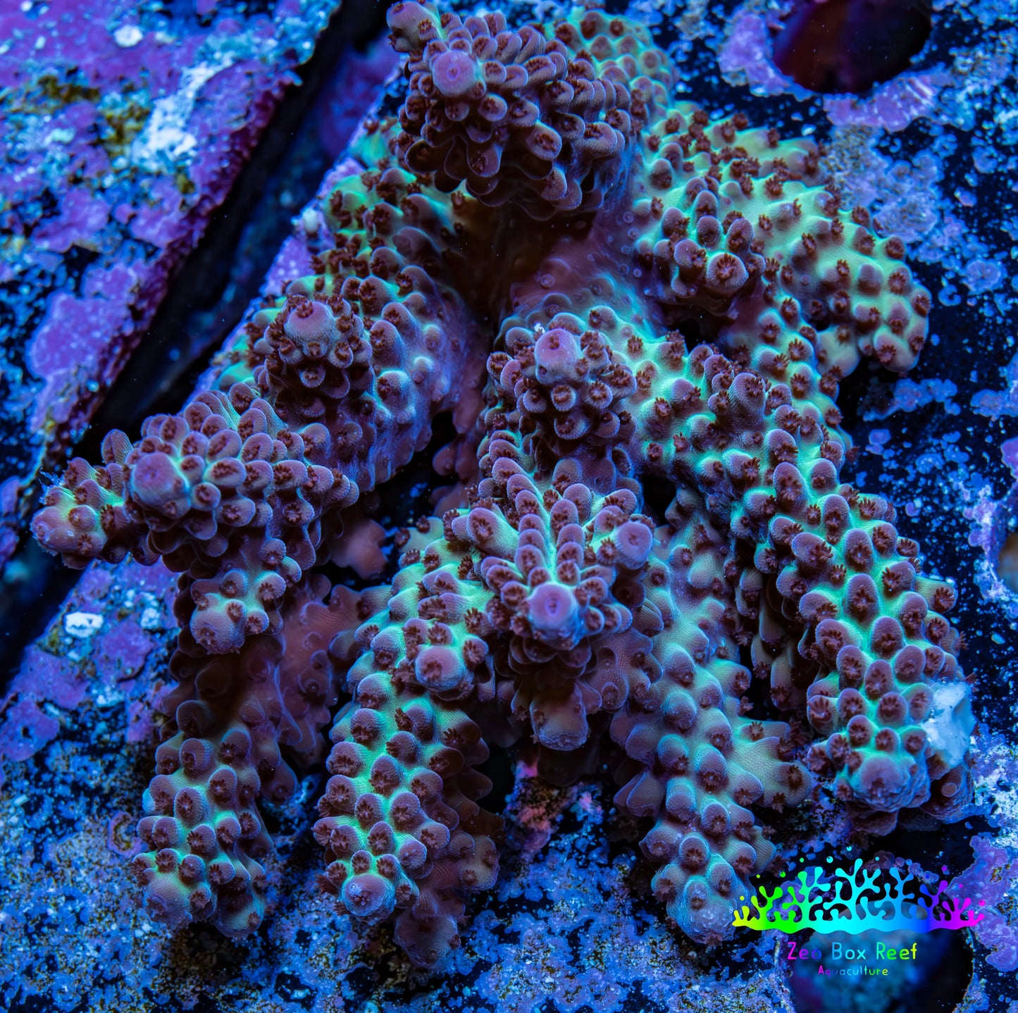 Ultra Acropora WYSIWYG A1R5B1 8cm Ultra Acropora WYSIWYG A1R5B1 8cm SPS Ultra Acropora WYSIWYG A1R5B1 8cm Zeo Box Reef