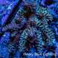 Ultra Acropora WYSIWYG A1R5B1 8cm Ultra Acropora WYSIWYG A1R5B1 8cm SPS Ultra Acropora WYSIWYG A1R5B1 8cm Zeo Box Reef