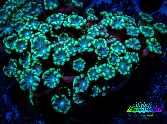 Ultra Alveopora Coral - Frag - WYSIWYG B1R2B2 Ultra Alveopora Coral - Frag - WYSIWYG B1R2B2 Animals & Pet Supplies Ultra Alveopora Coral - Frag - WYSIWYG B1R2B2 Zeo Box Reef