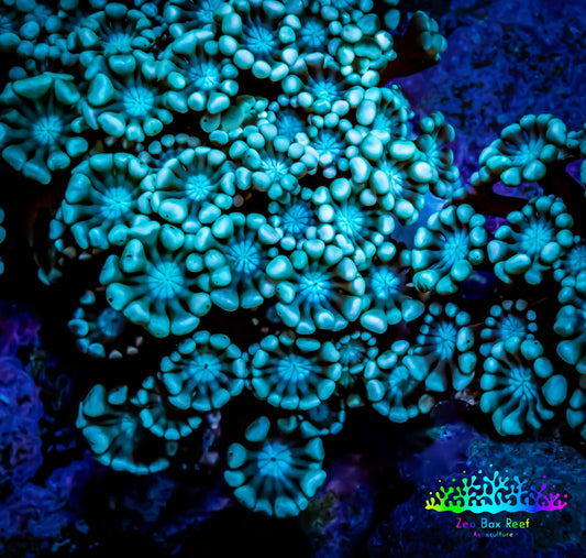 Ultra Alveopora Coral - Frag - WYSIWYG B1R4B1 Ultra Alveopora Coral - Frag - WYSIWYG B1R4B1 Animals & Pet Supplies Ultra Alveopora Coral - Frag - WYSIWYG B1R4B1 Zeo Box Reef