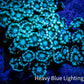Ultra Alveopora Coral - Frag - WYSIWYG B1R4B1 Ultra Alveopora Coral - Frag - WYSIWYG B1R4B1 Animals & Pet Supplies Ultra Alveopora Coral - Frag - WYSIWYG B1R4B1 Zeo Box Reef