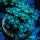 Ultra Alveopora Coral - Frag - WYSIWYG B5R4B2 Ultra Alveopora Coral - Frag - WYSIWYG B5R4B2 Animals & Pet Supplies Ultra Alveopora Coral - Frag - WYSIWYG B5R4B2 Zeo Box Reef