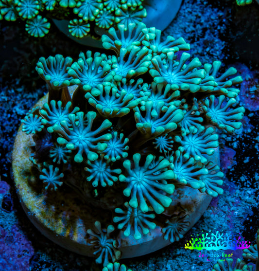 Ultra Alveopora Coral - Frag - WYSIWYG B5R4B2 Ultra Alveopora Coral - Frag - WYSIWYG B5R4B2 Animals & Pet Supplies Ultra Alveopora Coral - Frag - WYSIWYG B5R4B2 Zeo Box Reef