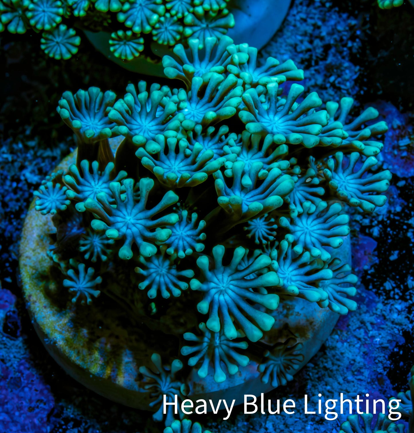 Ultra Alveopora Coral - Frag - WYSIWYG B5R4B2 Ultra Alveopora Coral - Frag - WYSIWYG B5R4B2 Animals & Pet Supplies Ultra Alveopora Coral - Frag - WYSIWYG B5R4B2 Zeo Box Reef
