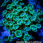 Ultra Alveopora Coral - Frag - WYSIWYG Z4R4B2 Ultra Alveopora Coral - Frag - WYSIWYG Z4R4B2 Animals & Pet Supplies Ultra Alveopora Coral - Frag - WYSIWYG Z4R4B2 Zeo Box Reef