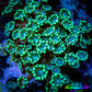 Ultra Alveopora Coral - Frag - WYSIWYG Z4R4B2 Ultra Alveopora Coral - Frag - WYSIWYG Z4R4B2 Animals & Pet Supplies Ultra Alveopora Coral - Frag - WYSIWYG Z4R4B2 Zeo Box Reef