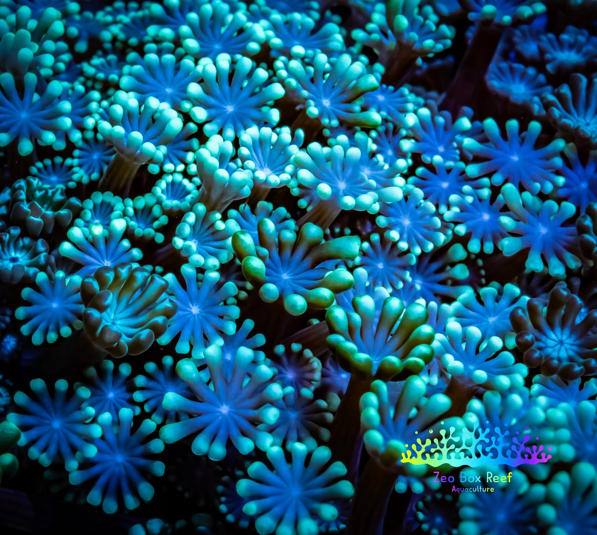 Ultra Alveopora Coral - Frag - WYSIWYG Ultra Alveopora Coral - Frag - WYSIWYG Animals & Pet Supplies Ultra Alveopora Coral - Frag - WYSIWYG Zeo Box Reef