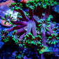 Ultra Alveopora Coral - Frag - WYSIWYG Ultra Alveopora Coral - Frag - WYSIWYG Animals & Pet Supplies Ultra Alveopora Coral - Frag - WYSIWYG Zeo Box Reef