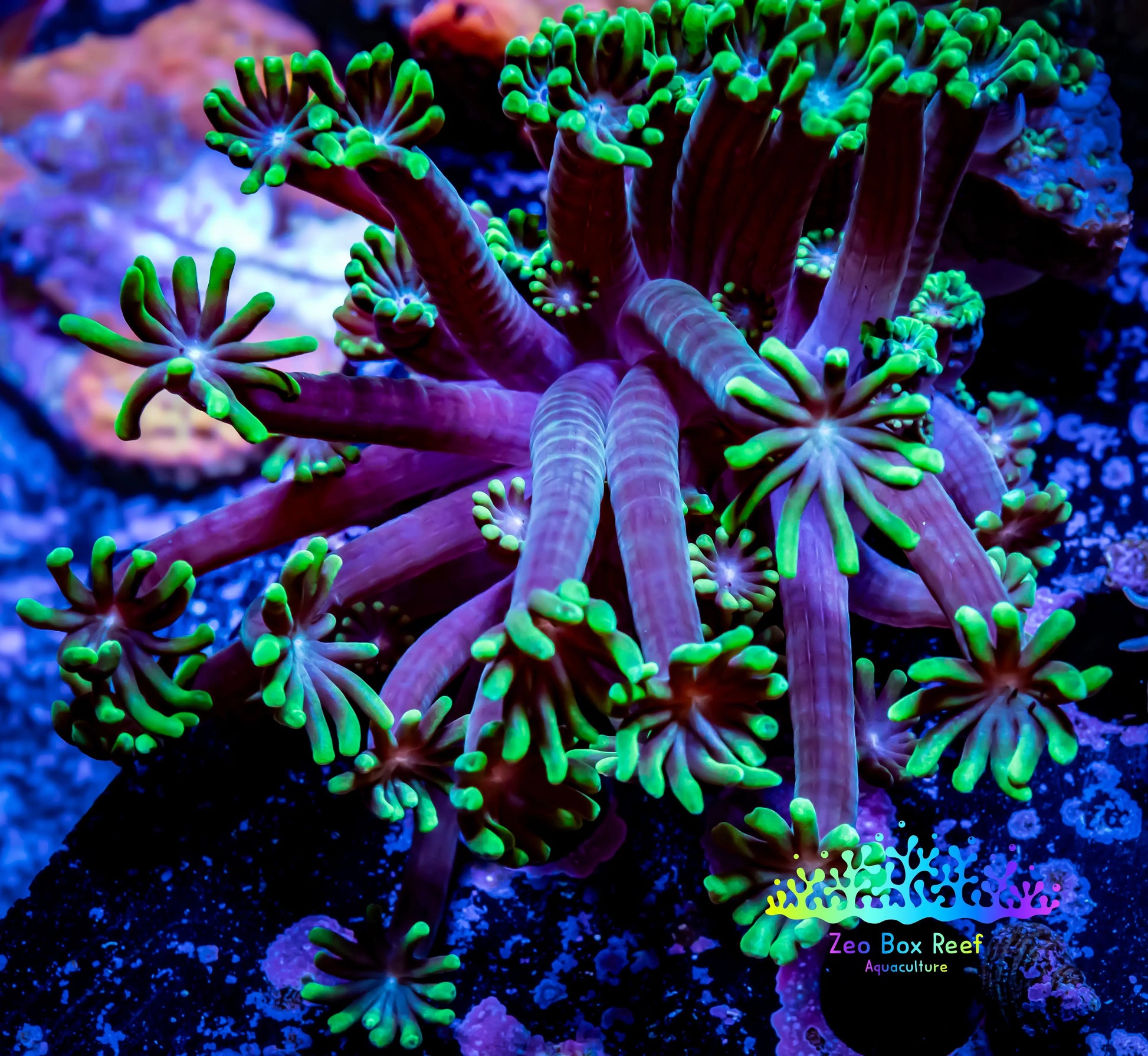 Ultra Alveopora Coral - Frag - WYSIWYG Ultra Alveopora Coral - Frag - WYSIWYG Animals & Pet Supplies Ultra Alveopora Coral - Frag - WYSIWYG Zeo Box Reef