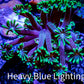 Ultra Alveopora Coral - Frag - WYSIWYG Ultra Alveopora Coral - Frag - WYSIWYG Animals & Pet Supplies Ultra Alveopora Coral - Frag - WYSIWYG Zeo Box Reef