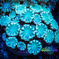 Ultra Alveopora Coral - Frag - WYSIWYG Ultra Alveopora Coral - Frag - WYSIWYG Animals & Pet Supplies Ultra Alveopora Coral - Frag - WYSIWYG Zeo Box Reef