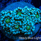 Ultra Alveopora Coral - Frag - WYSIWYG Ultra Alveopora Coral - Frag - WYSIWYG Animals & Pet Supplies Ultra Alveopora Coral - Frag - WYSIWYG Zeo Box Reef