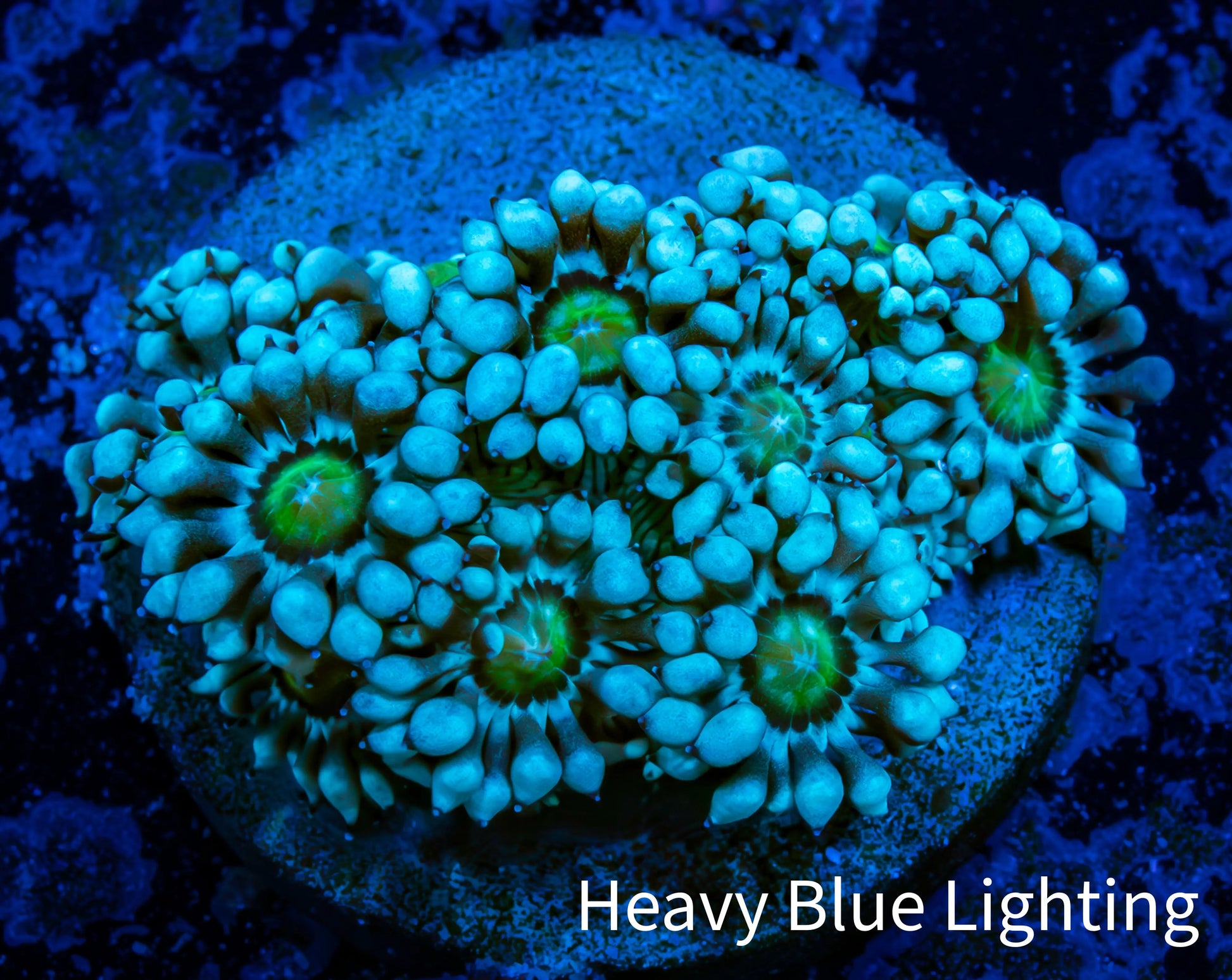 Ultra Alveopora Coral - Frag - WYSIWYG Ultra Alveopora Coral - Frag - WYSIWYG Animals & Pet Supplies Ultra Alveopora Coral - Frag - WYSIWYG Zeo Box Reef