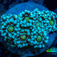 Ultra Alveopora Coral - Frag - WYSIWYG Ultra Alveopora Coral - Frag - WYSIWYG Animals & Pet Supplies Ultra Alveopora Coral - Frag - WYSIWYG Zeo Box Reef