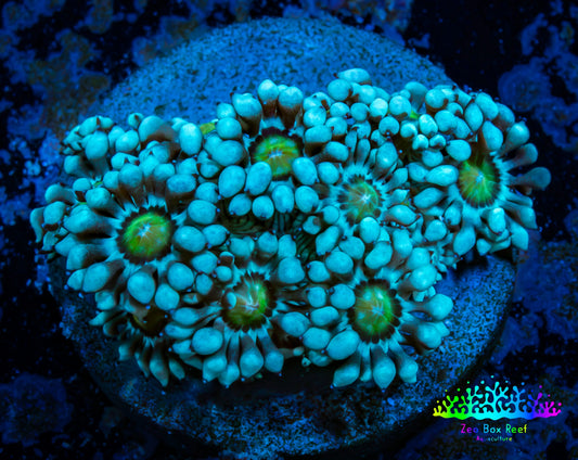 Ultra Alveopora Coral - Frag - WYSIWYG Ultra Alveopora Coral - Frag - WYSIWYG Animals & Pet Supplies Ultra Alveopora Coral - Frag - WYSIWYG Zeo Box Reef