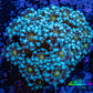 Ultra Alveopora Coral - Frag - WYSIWYG Ultra Alveopora Coral - Frag - WYSIWYG Animals & Pet Supplies Ultra Alveopora Coral - Frag - WYSIWYG Zeo Box Reef
