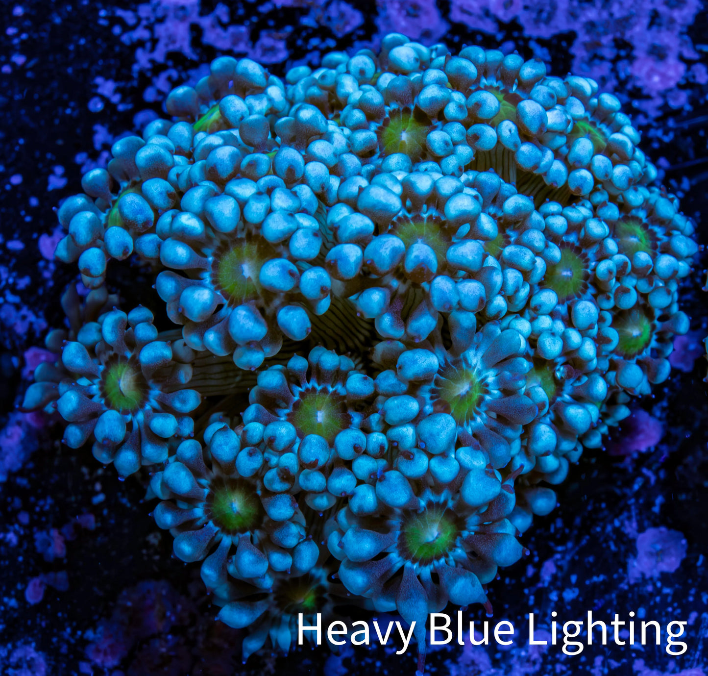 Ultra Alveopora Coral - Frag - WYSIWYG Ultra Alveopora Coral - Frag - WYSIWYG Animals & Pet Supplies Ultra Alveopora Coral - Frag - WYSIWYG Zeo Box Reef