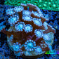 Ultra Alveopora Coral - Frag - WYSIWYG Ultra Alveopora Coral - Frag - WYSIWYG Animals & Pet Supplies Ultra Alveopora Coral - Frag - WYSIWYG Zeo Box Reef