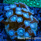 Ultra Alveopora Coral - Frag - WYSIWYG Ultra Alveopora Coral - Frag - WYSIWYG Animals & Pet Supplies Ultra Alveopora Coral - Frag - WYSIWYG Zeo Box Reef