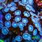 Ultra Alveopora Coral - Frag - WYSIWYG Ultra Alveopora Coral - Frag - WYSIWYG Animals & Pet Supplies Ultra Alveopora Coral - Frag - WYSIWYG Zeo Box Reef