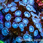 Ultra Alveopora Coral - Frag - WYSIWYG Ultra Alveopora Coral - Frag - WYSIWYG Animals & Pet Supplies Ultra Alveopora Coral - Frag - WYSIWYG Zeo Box Reef