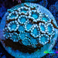 Ultra Alveopora Coral - Frag - WYSIWYG Ultra Alveopora Coral - Frag - WYSIWYG Animals & Pet Supplies Ultra Alveopora Coral - Frag - WYSIWYG Zeo Box Reef