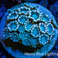 Ultra Alveopora Coral - Frag - WYSIWYG Ultra Alveopora Coral - Frag - WYSIWYG Animals & Pet Supplies Ultra Alveopora Coral - Frag - WYSIWYG Zeo Box Reef