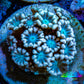 Ultra Alveopora Coral - Frag - WYSIWYG Ultra Alveopora Coral - Frag - WYSIWYG Animals & Pet Supplies Ultra Alveopora Coral - Frag - WYSIWYG Zeo Box Reef