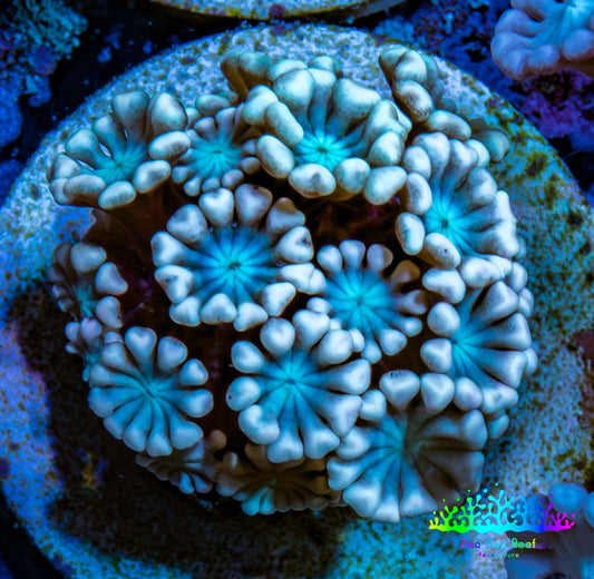 Ultra Alveopora Coral - Frag - WYSIWYG Ultra Alveopora Coral - Frag - WYSIWYG Animals & Pet Supplies Ultra Alveopora Coral - Frag - WYSIWYG Zeo Box Reef