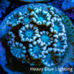 Ultra Alveopora Coral - Frag - WYSIWYG Ultra Alveopora Coral - Frag - WYSIWYG Animals & Pet Supplies Ultra Alveopora Coral - Frag - WYSIWYG Zeo Box Reef