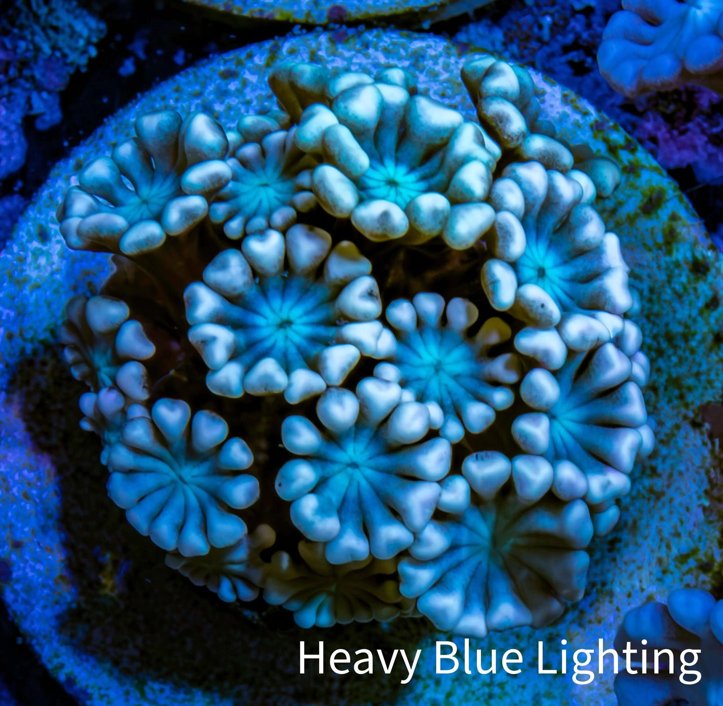 Ultra Alveopora Coral - Frag - WYSIWYG Ultra Alveopora Coral - Frag - WYSIWYG Animals & Pet Supplies Ultra Alveopora Coral - Frag - WYSIWYG Zeo Box Reef