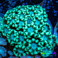 Ultra Alveopora Coral - Frag - WYSIWYG Ultra Alveopora Coral - Frag - WYSIWYG Animals & Pet Supplies Ultra Alveopora Coral - Frag - WYSIWYG Zeo Box Reef