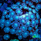 Ultra Alveopora Coral - Frag - WYSIWYG Ultra Alveopora Coral - Frag - WYSIWYG Animals & Pet Supplies Ultra Alveopora Coral - Frag - WYSIWYG Zeo Box Reef