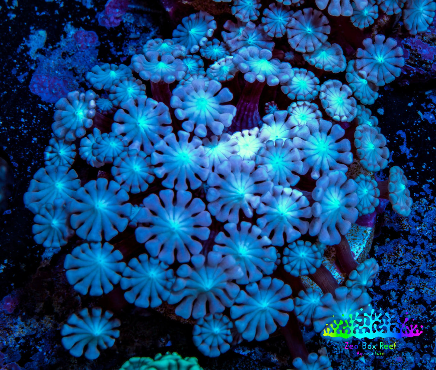Ultra Alveopora Coral - Frag - WYSIWYG Ultra Alveopora Coral - Frag - WYSIWYG Animals & Pet Supplies Ultra Alveopora Coral - Frag - WYSIWYG Zeo Box Reef