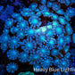 Ultra Alveopora Coral - Frag - WYSIWYG Ultra Alveopora Coral - Frag - WYSIWYG Animals & Pet Supplies Ultra Alveopora Coral - Frag - WYSIWYG Zeo Box Reef