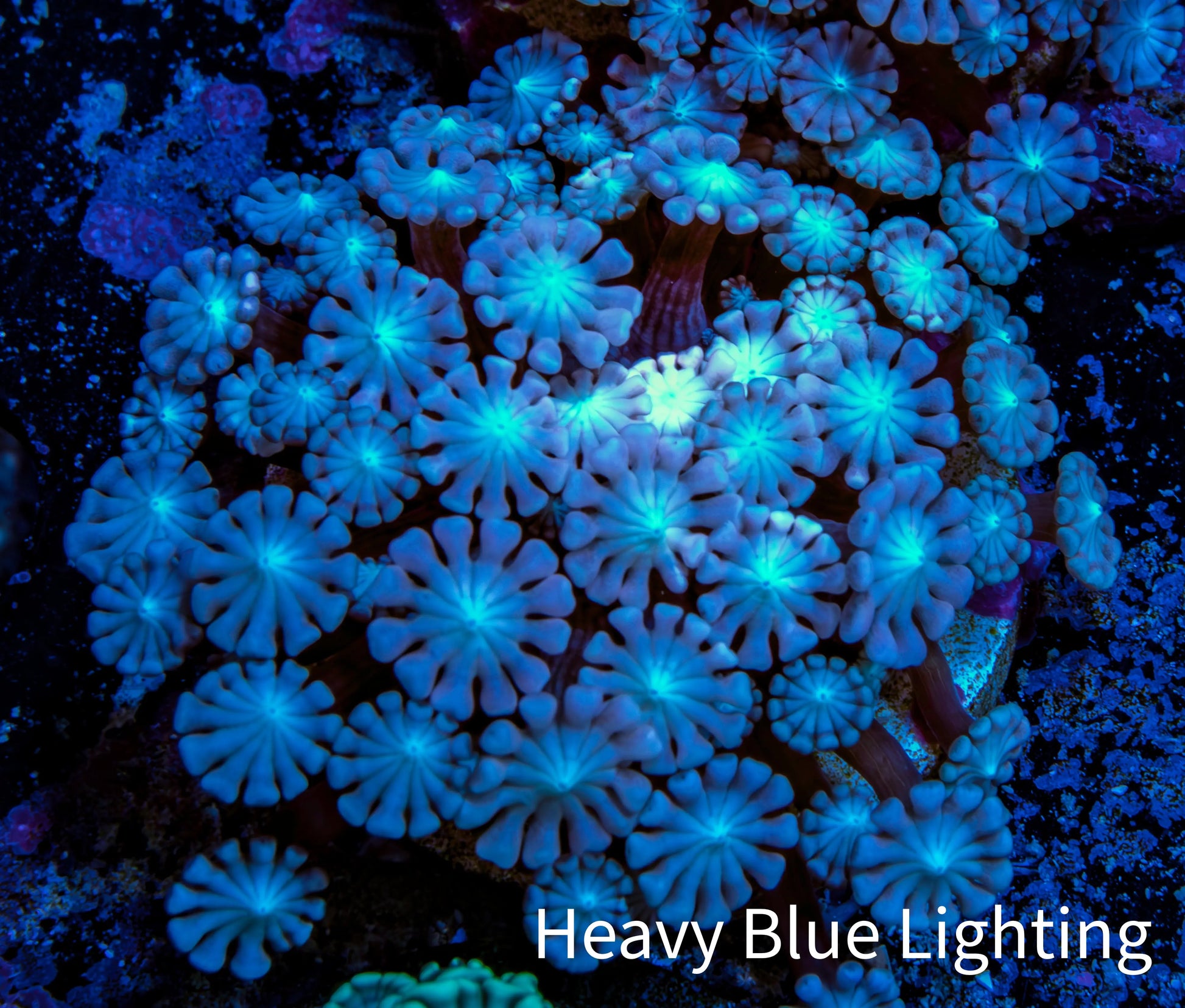 Ultra Alveopora Coral - Frag - WYSIWYG Ultra Alveopora Coral - Frag - WYSIWYG Animals & Pet Supplies Ultra Alveopora Coral - Frag - WYSIWYG Zeo Box Reef