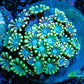 Ultra Alveopora Coral - Frag - WYSIWYG Ultra Alveopora Coral - Frag - WYSIWYG Animals & Pet Supplies Ultra Alveopora Coral - Frag - WYSIWYG Zeo Box Reef