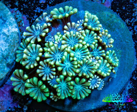 Ultra Alveopora Coral - Frag - WYSIWYG Ultra Alveopora Coral - Frag - WYSIWYG Animals & Pet Supplies Ultra Alveopora Coral - Frag - WYSIWYG Zeo Box Reef