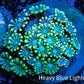 Ultra Alveopora Coral - Frag - WYSIWYG Ultra Alveopora Coral - Frag - WYSIWYG Animals & Pet Supplies Ultra Alveopora Coral - Frag - WYSIWYG Zeo Box Reef
