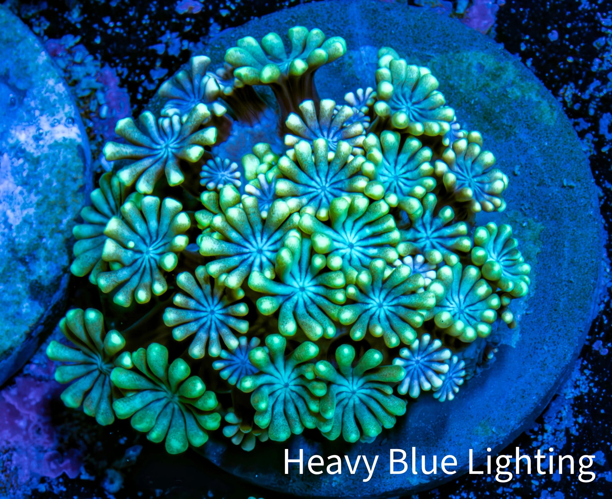 Ultra Alveopora Coral - Frag - WYSIWYG Ultra Alveopora Coral - Frag - WYSIWYG Animals & Pet Supplies Ultra Alveopora Coral - Frag - WYSIWYG Zeo Box Reef