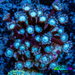 Ultra Alveopora Coral - Frag - WYSIWYG Ultra Alveopora Coral - Frag - WYSIWYG Animals & Pet Supplies Ultra Alveopora Coral - Frag - WYSIWYG Zeo Box Reef