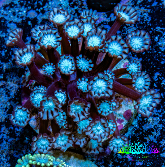 Ultra Alveopora Coral - Frag - WYSIWYG Ultra Alveopora Coral - Frag - WYSIWYG Animals & Pet Supplies Ultra Alveopora Coral - Frag - WYSIWYG Zeo Box Reef