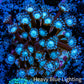 Ultra Alveopora Coral - Frag - WYSIWYG Ultra Alveopora Coral - Frag - WYSIWYG Animals & Pet Supplies Ultra Alveopora Coral - Frag - WYSIWYG Zeo Box Reef
