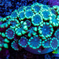Ultra Alveopora Coral - Frag - WYSIWYG Ultra Alveopora Coral - Frag - WYSIWYG Animals & Pet Supplies Ultra Alveopora Coral - Frag - WYSIWYG Zeo Box Reef