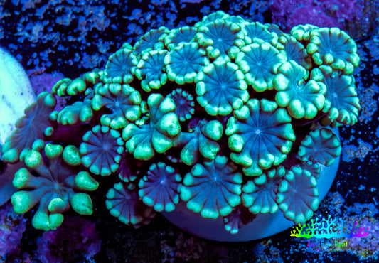Ultra Alveopora Coral - Frag - WYSIWYG Ultra Alveopora Coral - Frag - WYSIWYG Animals & Pet Supplies Ultra Alveopora Coral - Frag - WYSIWYG Zeo Box Reef