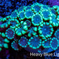 Ultra Alveopora Coral - Frag - WYSIWYG Ultra Alveopora Coral - Frag - WYSIWYG Animals & Pet Supplies Ultra Alveopora Coral - Frag - WYSIWYG Zeo Box Reef