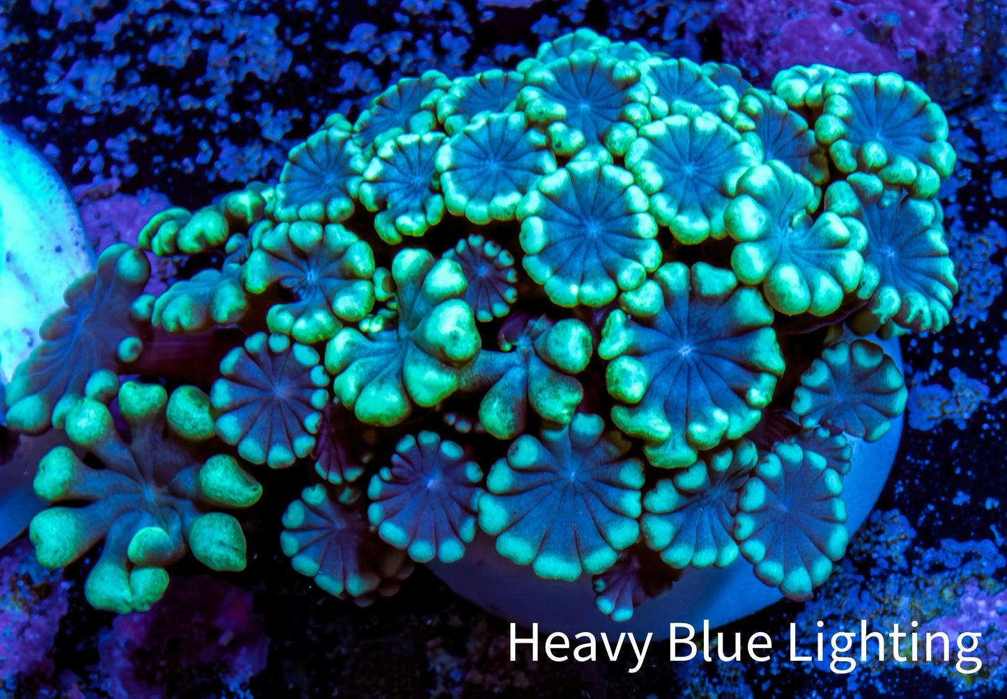 Ultra Alveopora Coral - Frag - WYSIWYG Ultra Alveopora Coral - Frag - WYSIWYG Animals & Pet Supplies Ultra Alveopora Coral - Frag - WYSIWYG Zeo Box Reef