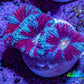 Ultra Aqua / Teal / Red Acan Coral Frag Ultra Aqua / Teal / Red Acan Coral Frag LPS Coral Ultra Aqua / Teal / Red Acan Coral Frag Zeo Box Reef