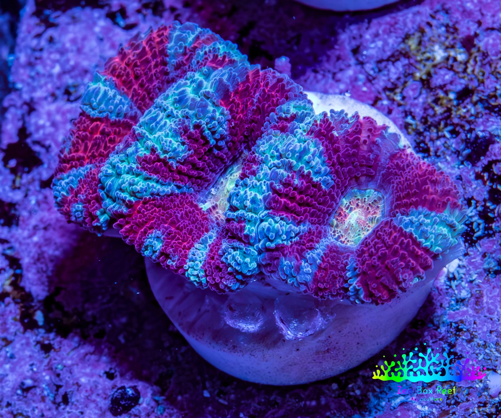 Ultra Aqua / Teal / Red Acan Coral Frag Ultra Aqua / Teal / Red Acan Coral Frag LPS Coral Ultra Aqua / Teal / Red Acan Coral Frag Zeo Box Reef