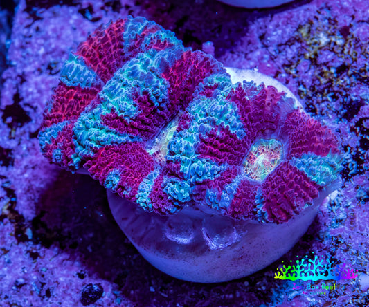 Ultra Aqua / Teal / Red Acan Coral Frag Ultra Aqua / Teal / Red Acan Coral Frag LPS Coral Ultra Aqua / Teal / Red Acan Coral Frag Zeo Box Reef